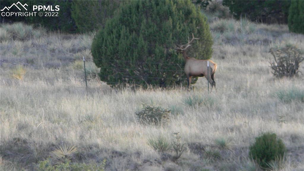 6670 Zercher Road Beulah, CO 81023 - Photo 35 of 41 a view of a yard