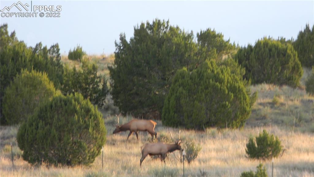 6670 Zercher Road Beulah, CO 81023 - Photo 36 of 41 a view of a lake in a forest