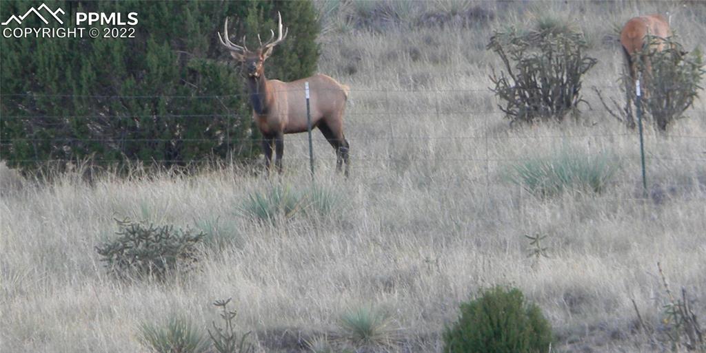 6670 Zercher Road Beulah, CO 81023 - Photo 37 of 41 a view of a yard