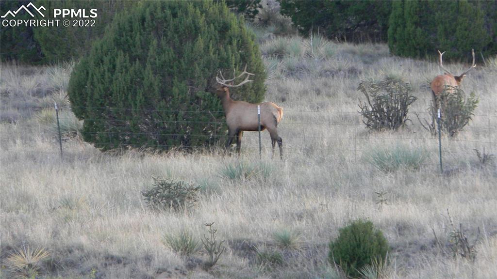 6670 Zercher Road Beulah, CO 81023 - Photo 40 of 41 a view of a dry yard