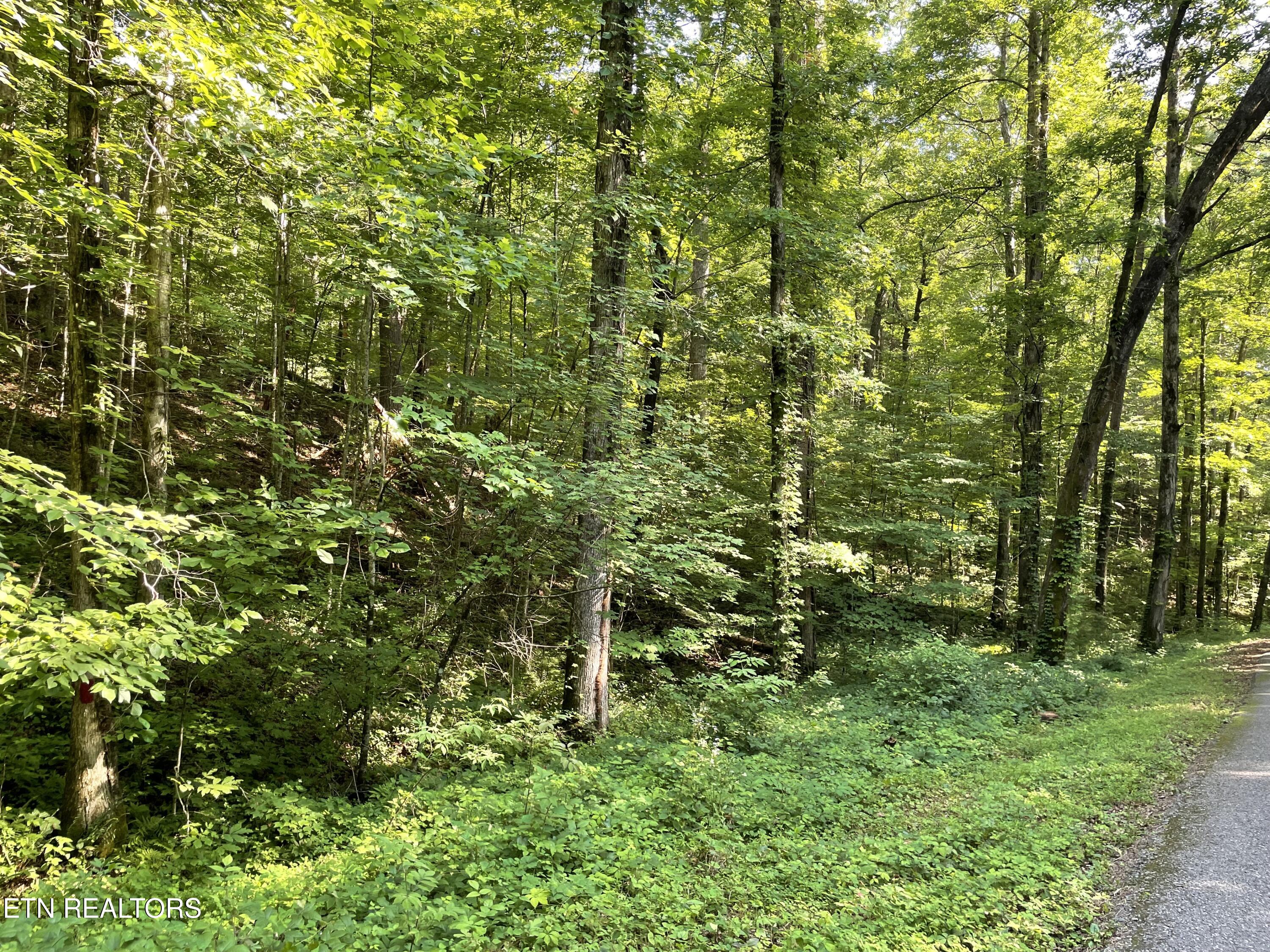 Creek Road Tellico Plains, TN 37385 - Photo 5 of 14 IMG_5130