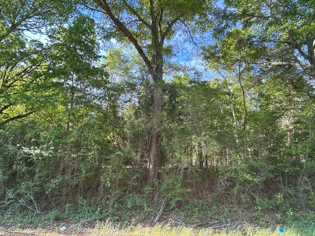 Lot 6-3 -ac Cty Road Newville, AL 36353 - Photo 11 of 24