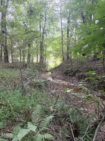 a view of a forest with trees