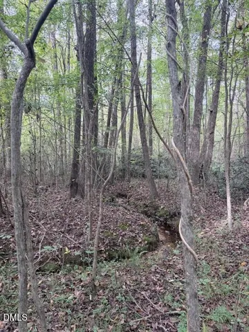 a view of a forest with a tree