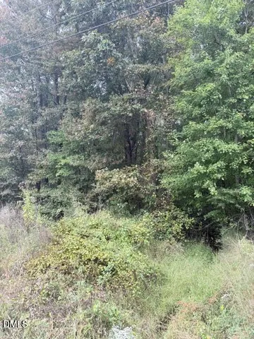 a view of a forest with trees in the background