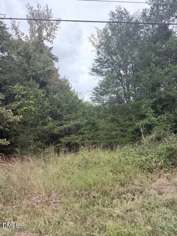 a view of a forest with trees in the background