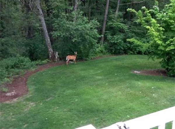 20 Deerhaven Road Lincoln, MA 01773 - Photo 22 of 25 a view of a two chairs in a yard