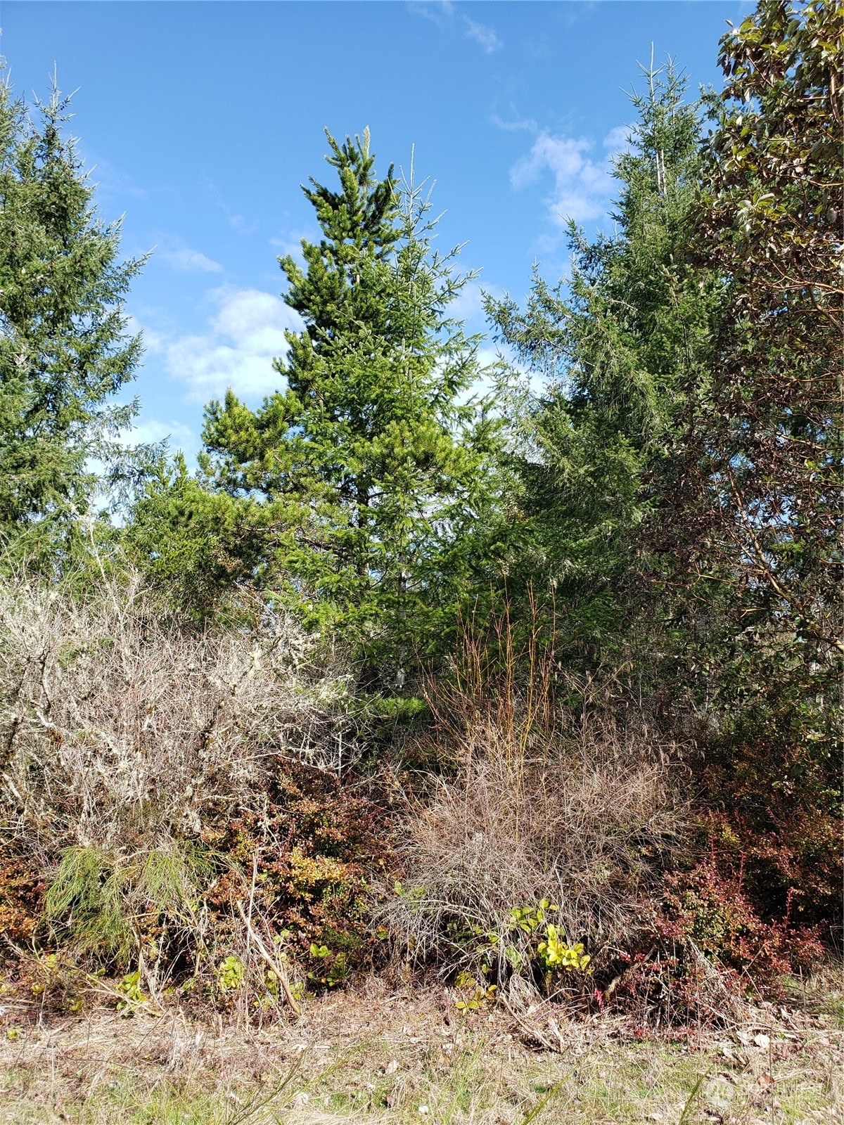 0 East Underline Road Belfair, WA 98528 - Photo 6 of 17 Gallery Image 6
