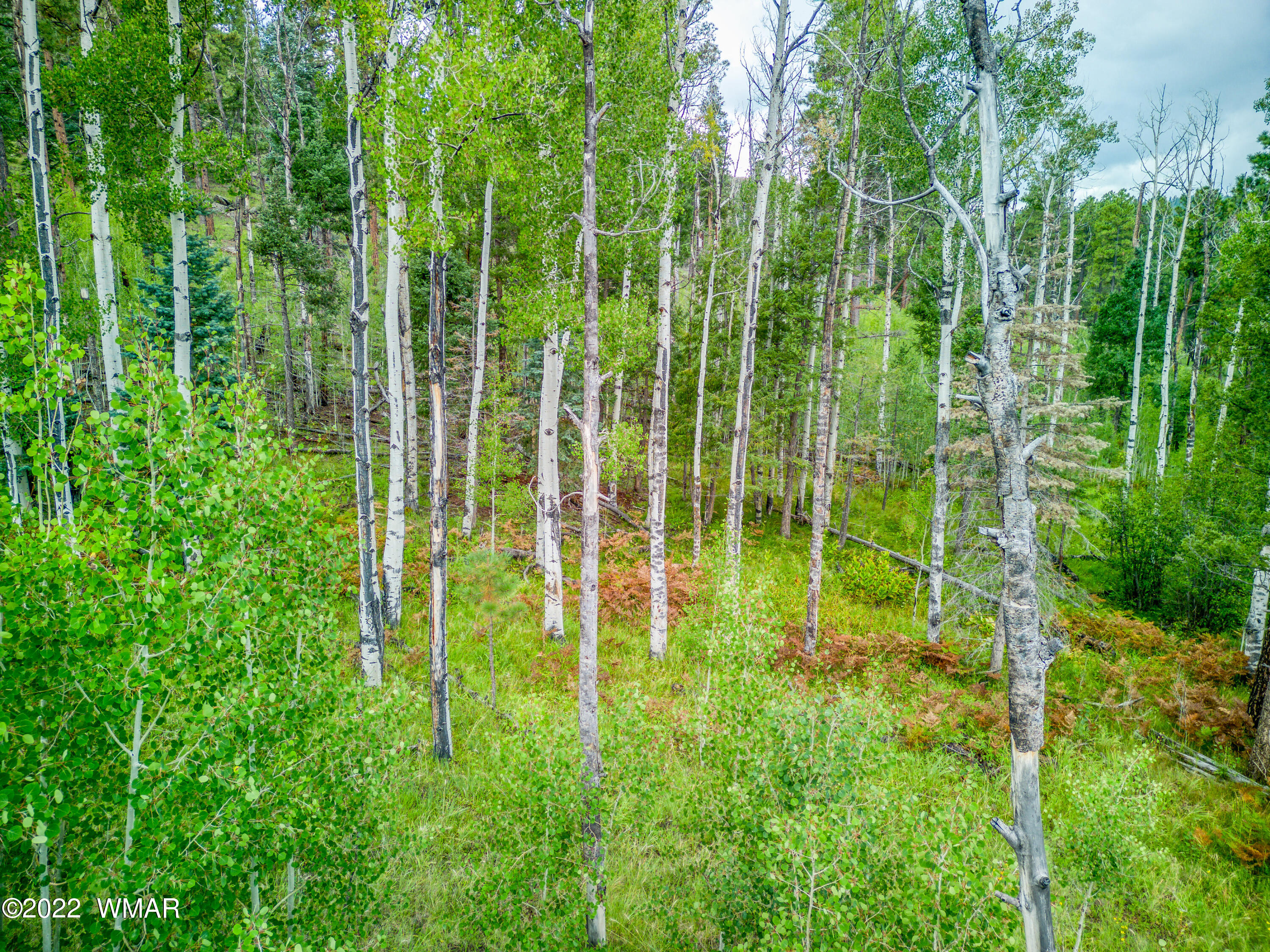2 N1063 Greer, AZ 85927 - Photo 4 of 10