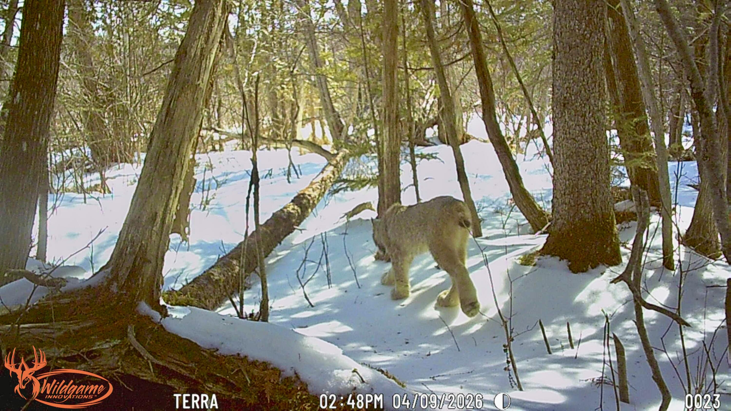 345 McIntyre Road Woodland, ME 04736 - Photo 21 of 28 Wildlife 2