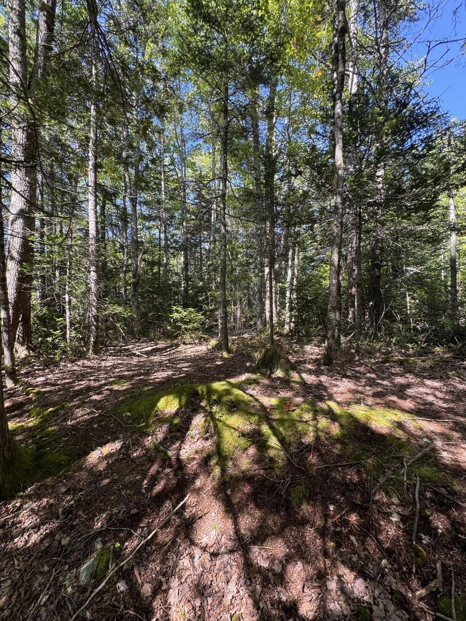 1730 Main Street Harrington, ME 04643 - Photo 4 of 5 IMG_3697