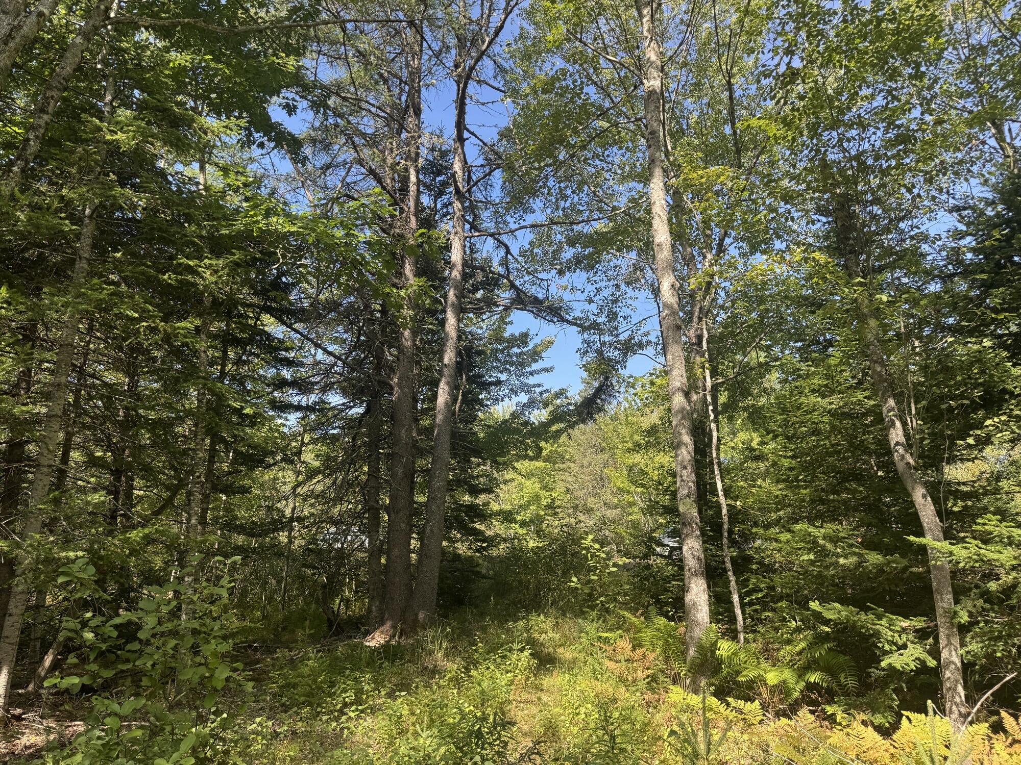 1730 Main Street Harrington, ME 04643 - Photo 5 of 5 IMG_3684