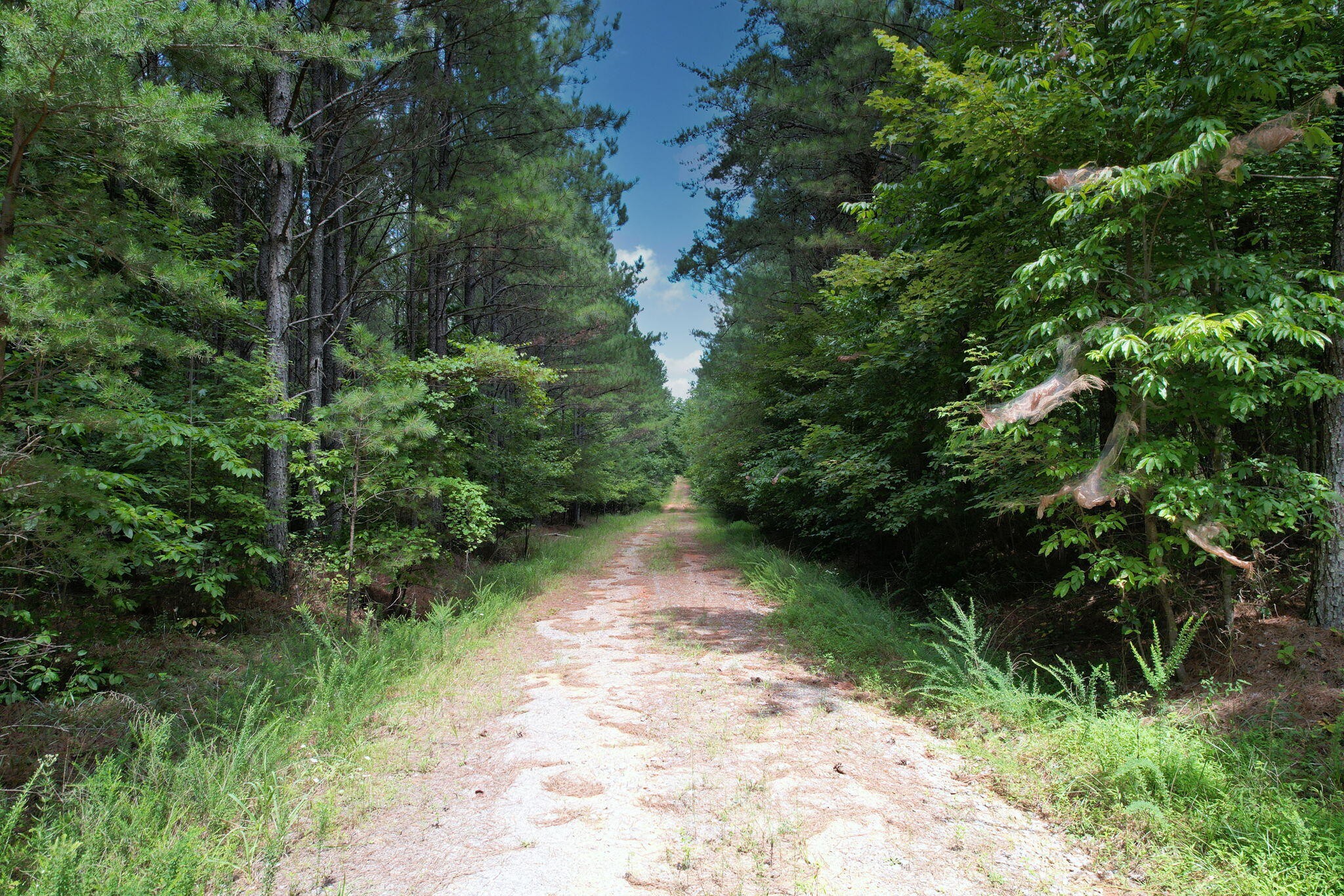 0 Crockett Pointe Point Jasper, TN 37347 - Photo 11 of 37 a view of a pathway both side of yard