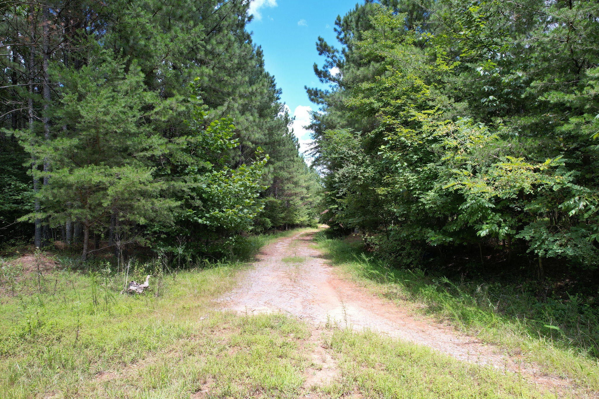 0 Crockett Pointe Point Jasper, TN 37347 - Photo 10 of 37 a view of a lake with a yard