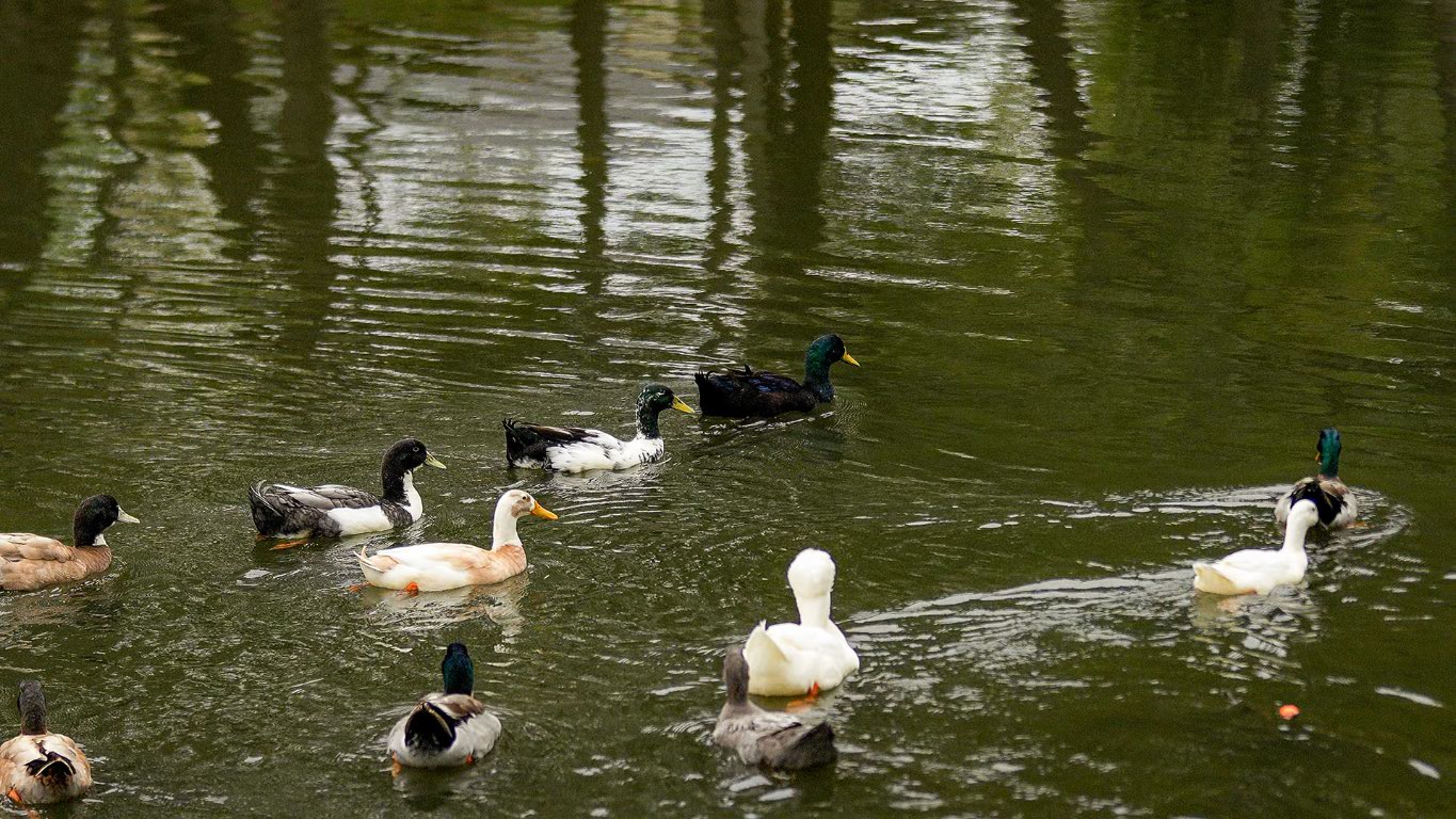 2605 Sam Bass Road, Unit 107 Round Rock, TX 78681 - Photo 11 of 11 a view of lake from balcony