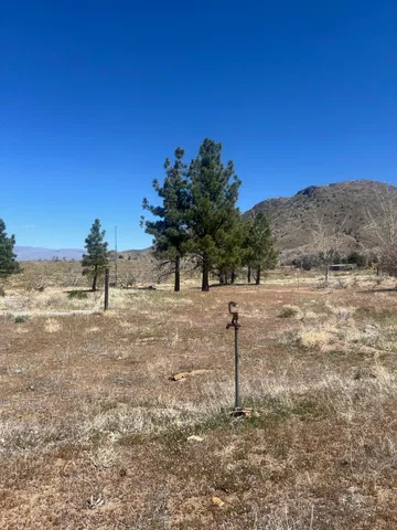 a view of a yard with a tree