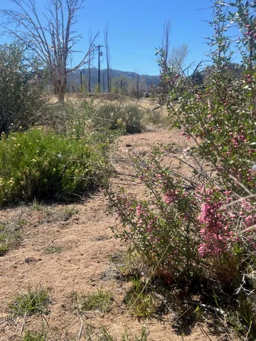 a view of a yard covered with trees