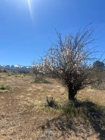 a view of a yard with a tree
