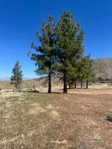 a view of a yard with a tree