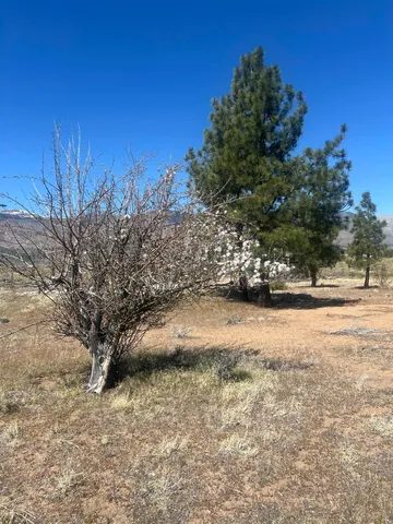 a view of dirt yard with a large tree