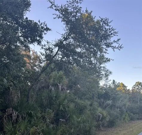 a picture of tree