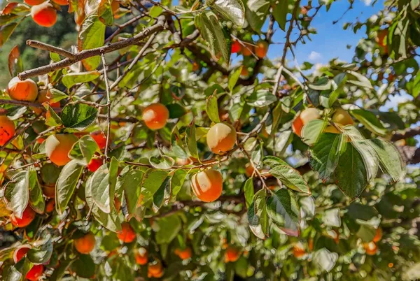 $1,950,000 | 8970 South Butte Road, Sutter, CA 95982