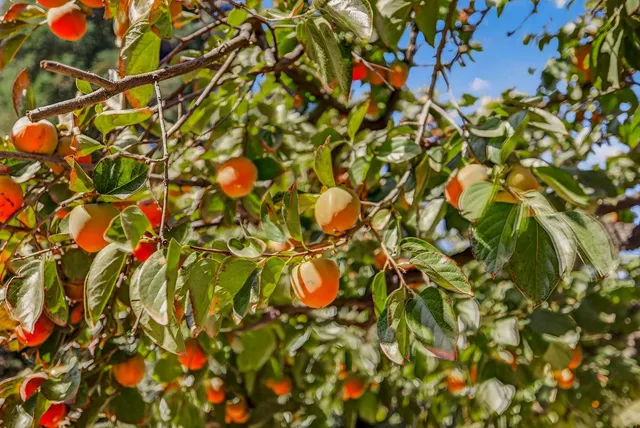 $2,200,000 | 8970 South Butte Road, Sutter, CA 95982