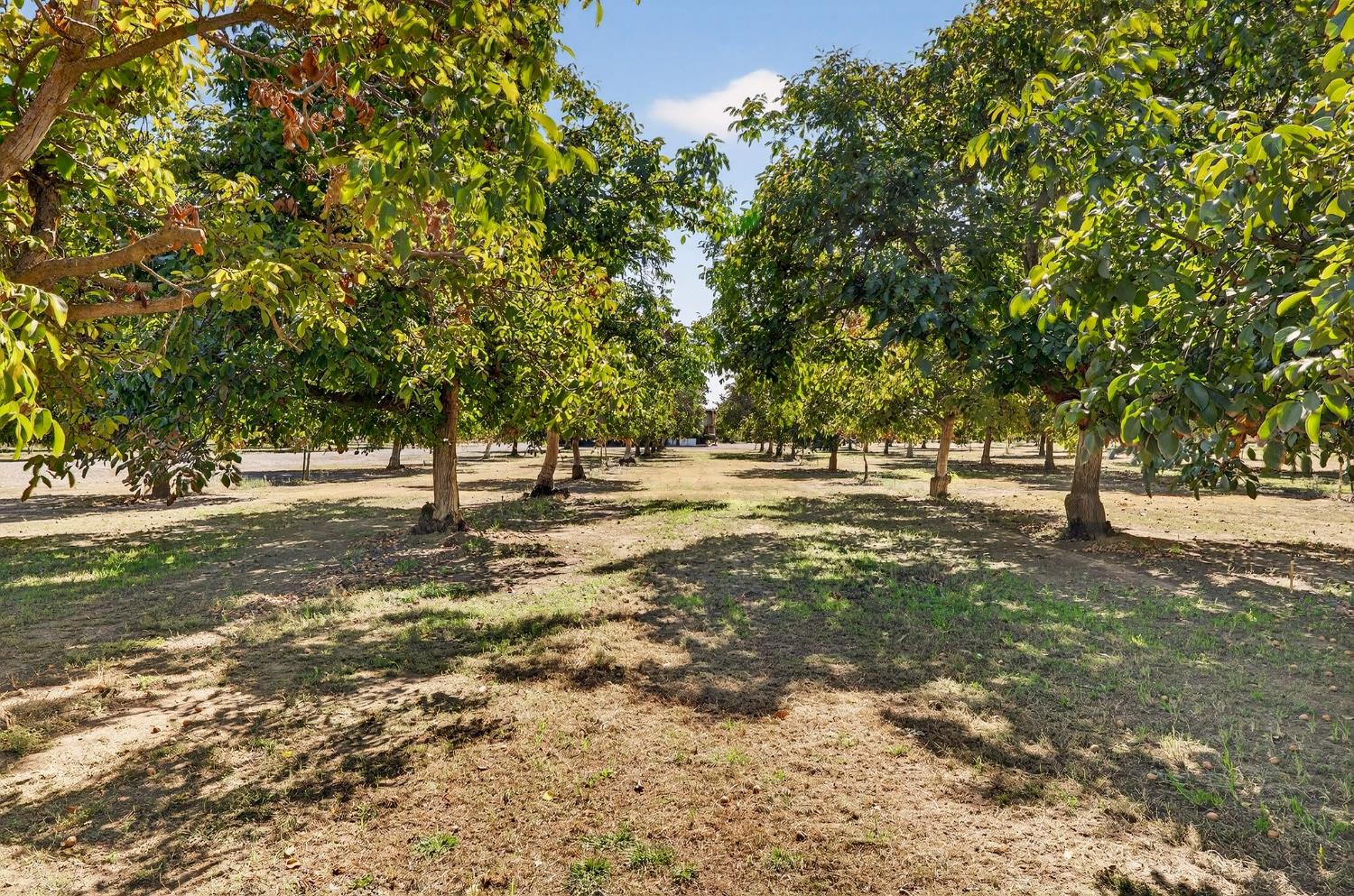 8970 South Butte Road Sutter, CA 95982 - Photo 76 of 86 a view of outdoor space with trees