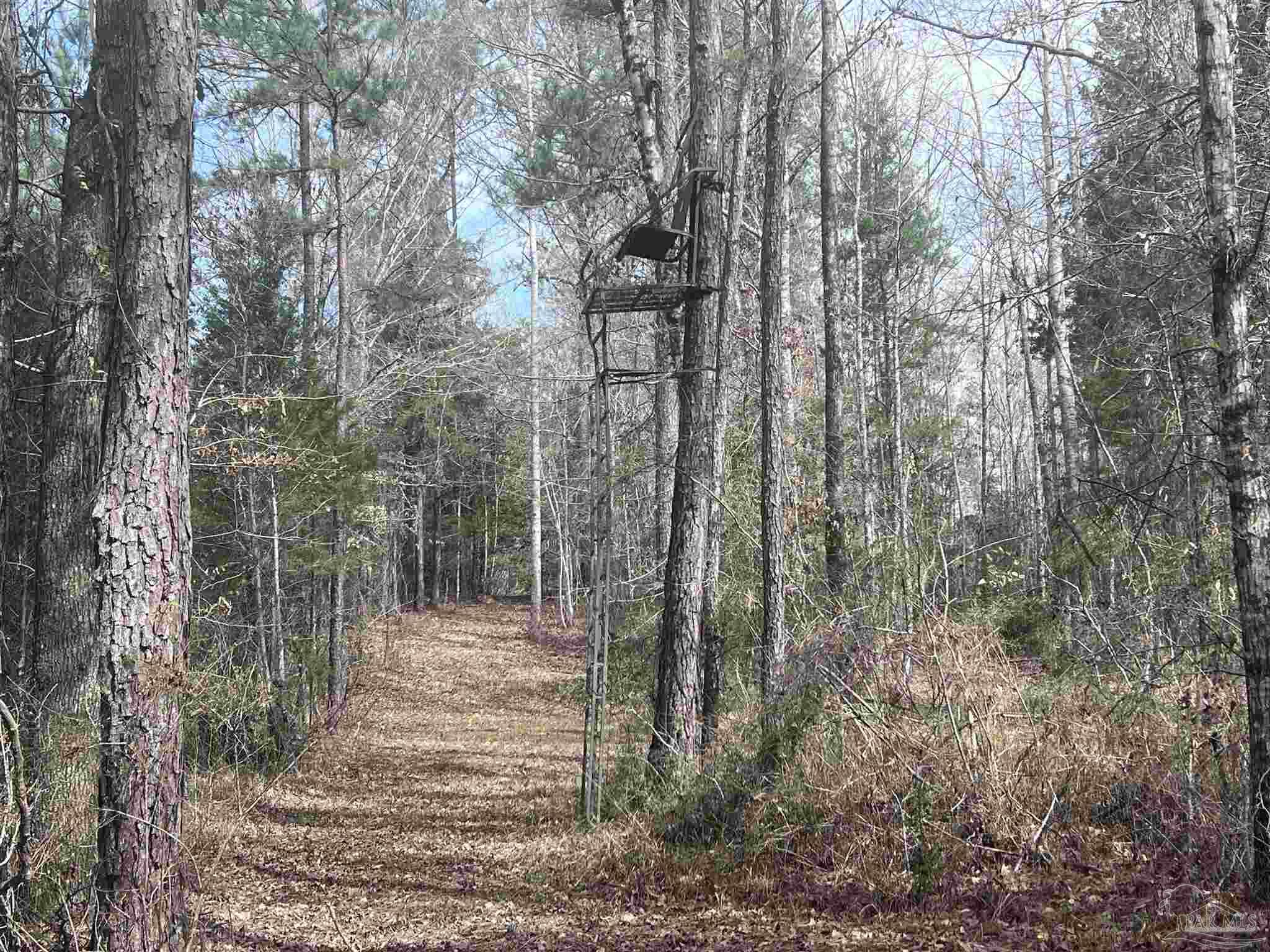 0 Mixonville Road McKenzie, AL 36456 - Photo 11 of 35 a view of forest