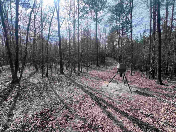 a view of a forest filled with trees