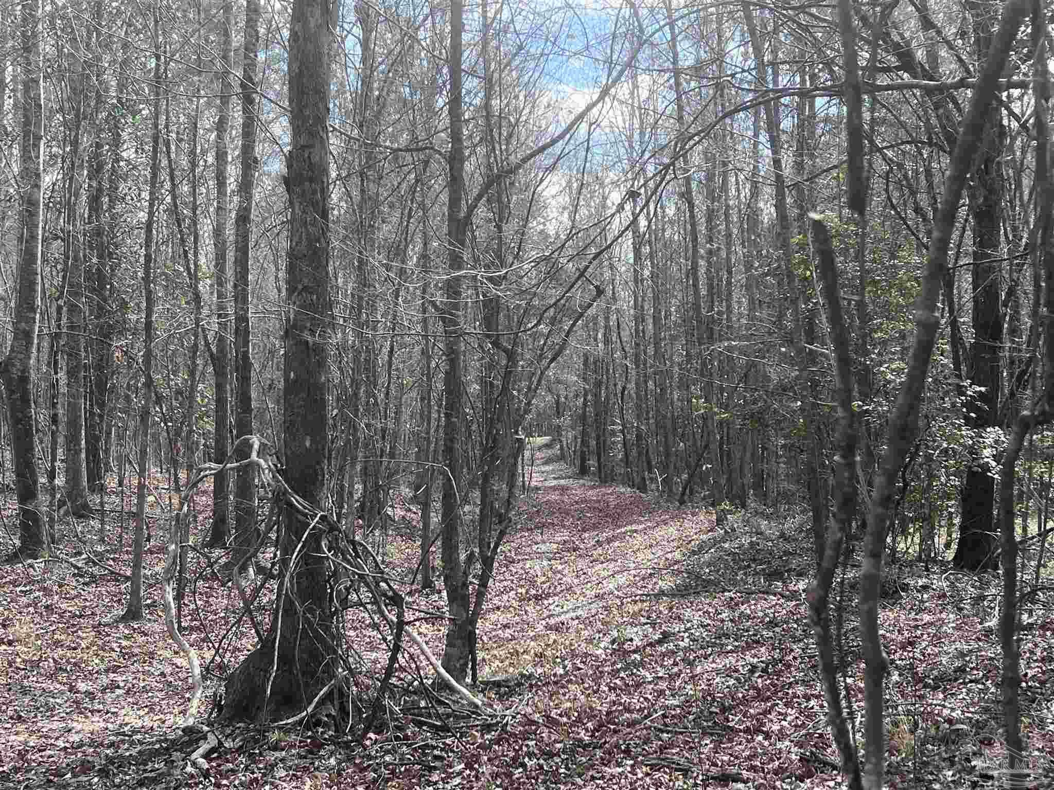 0 Mixonville Road McKenzie, AL 36456 - Photo 15 of 35 a view of a forest filled with trees