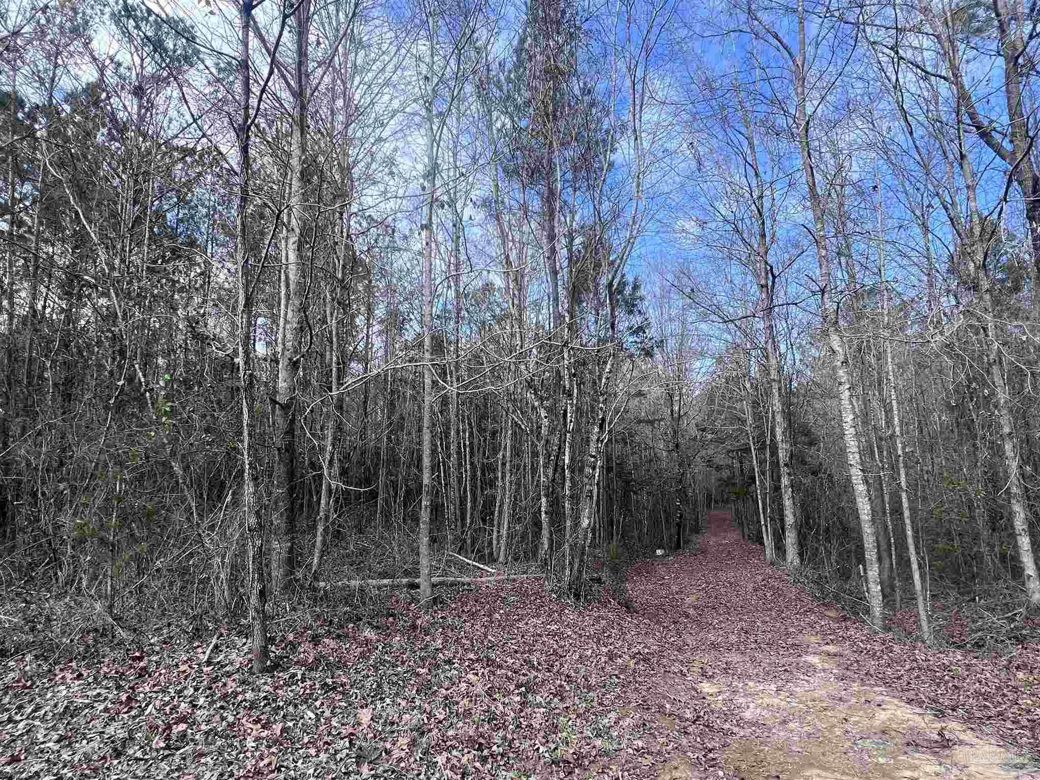 0 Mixonville Road McKenzie, AL 36456 - Photo 2 of 35 a view of a forest with trees in the background