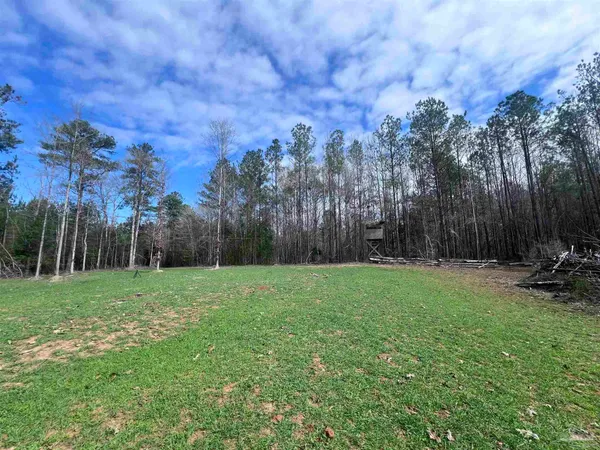 a view of a backyard with large trees