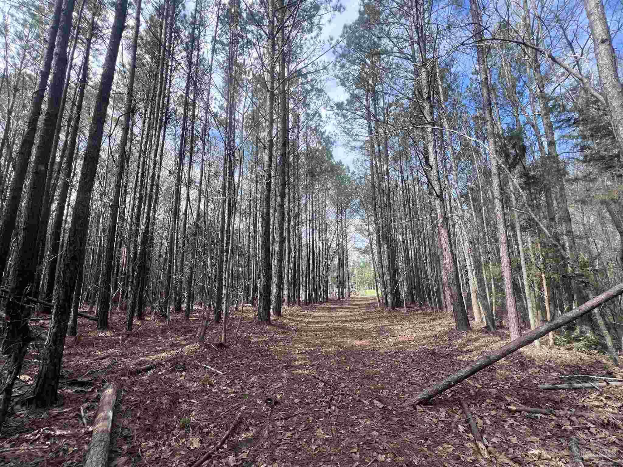 0 Mixonville Road McKenzie, AL 36456 - Photo 26 of 35 a backyard of a house with lots of green space