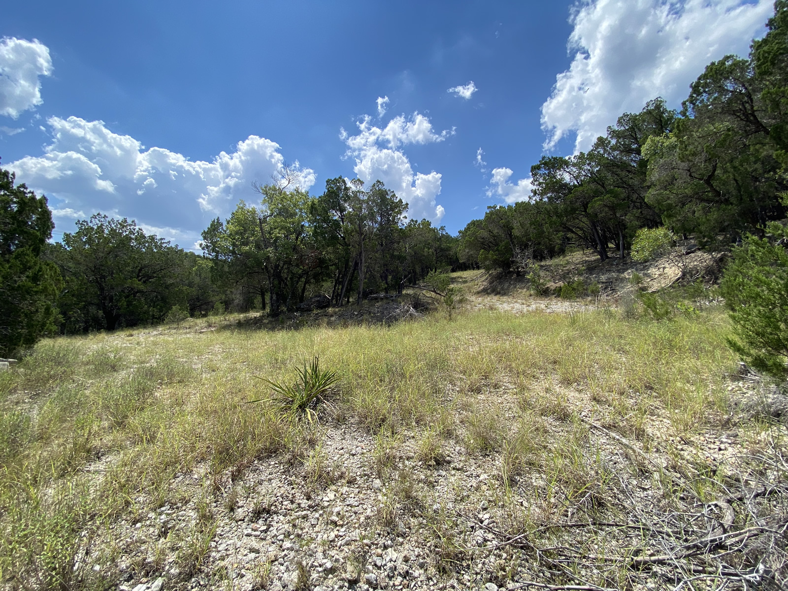 19201 West Reed Park Road Jonestown, TX 78645 - Photo 6 of 12 View of nature
