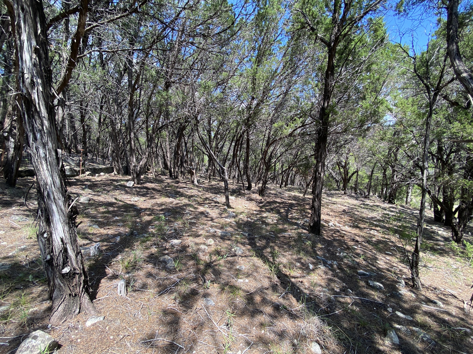 19201 West Reed Park Road Jonestown, TX 78645 - Photo 7 of 12 View of yard