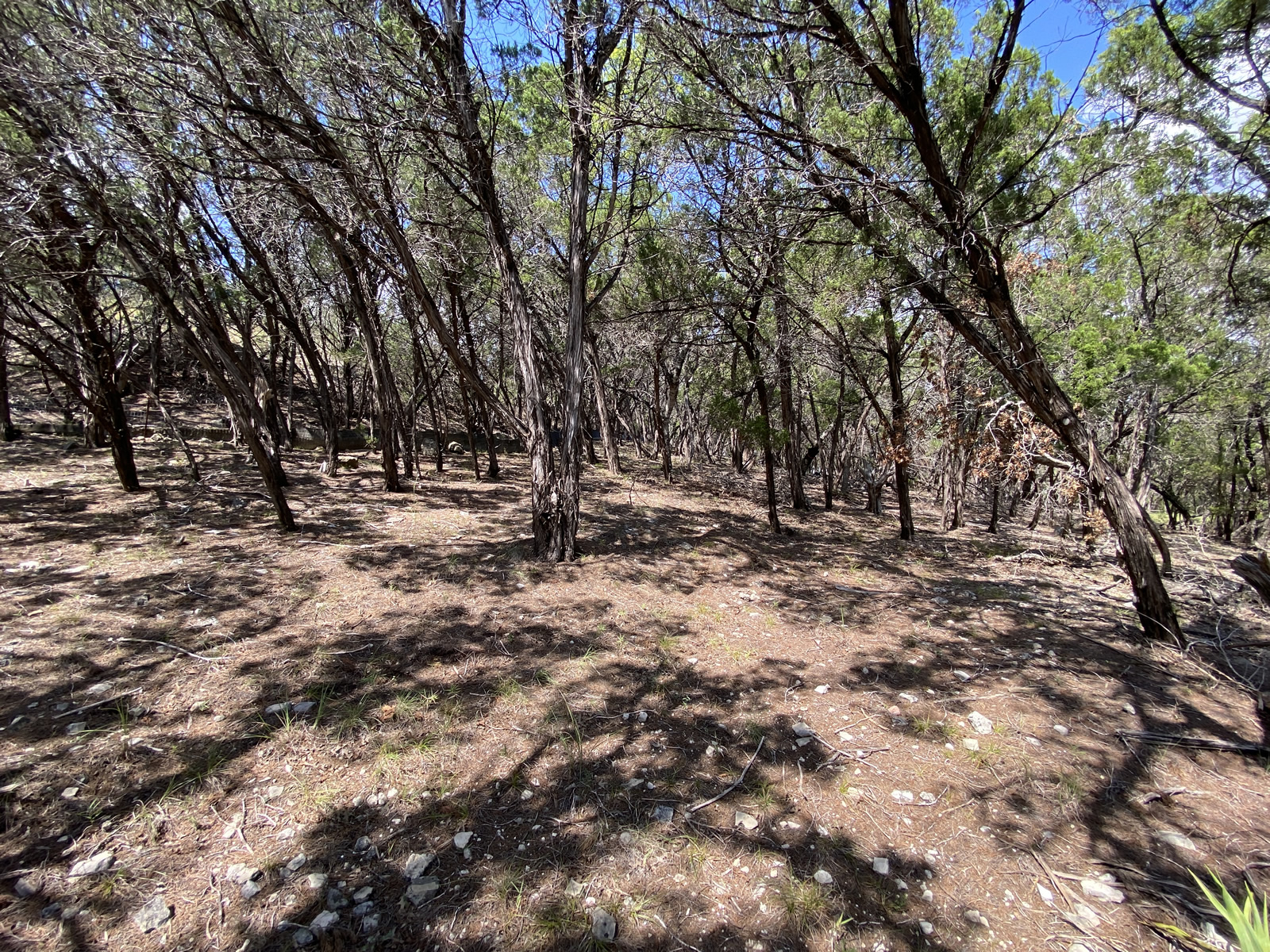 19201 West Reed Park Road Jonestown, TX 78645 - Photo 8 of 12 View of undeveloped land