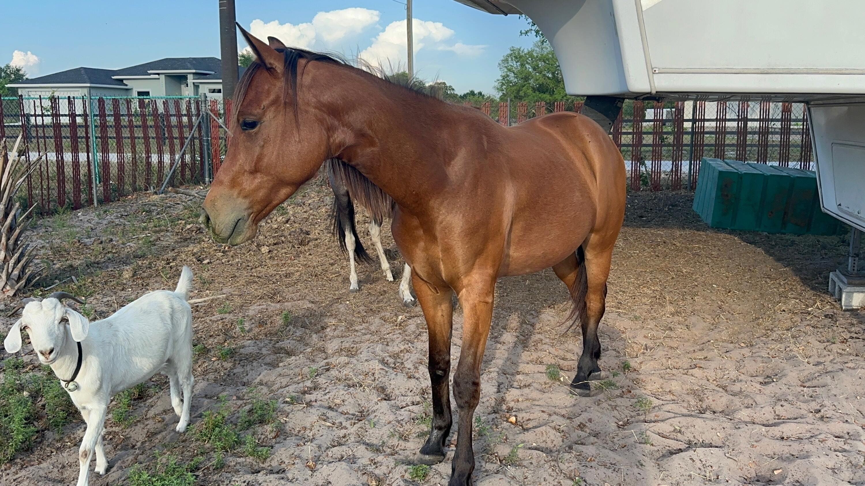 425 South Quebrada Street Clewiston, FL 33440 - Photo 34 of 56 a view of a backyard