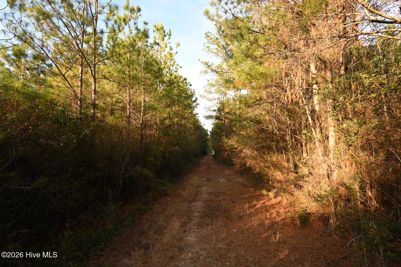 0 Rogers Mill Road Rose Hill, NC 28458 - Photo 45 of 62 DSC_1400