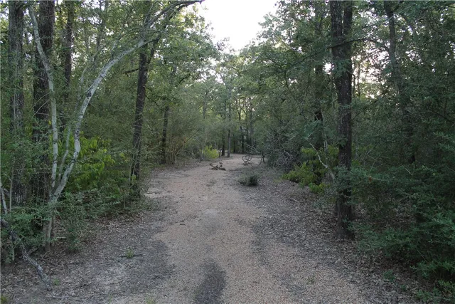 a view of a forest with trees in the background
