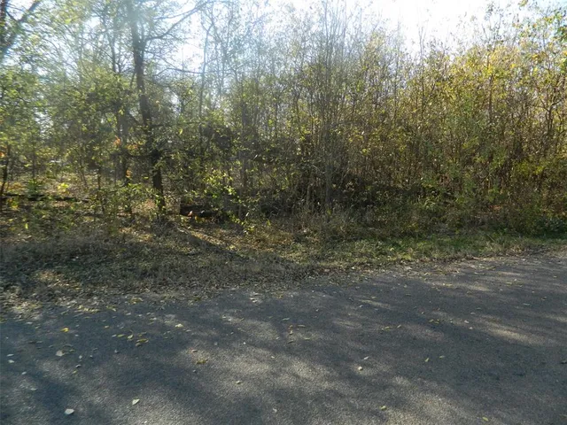 a view of a forest with trees in the background