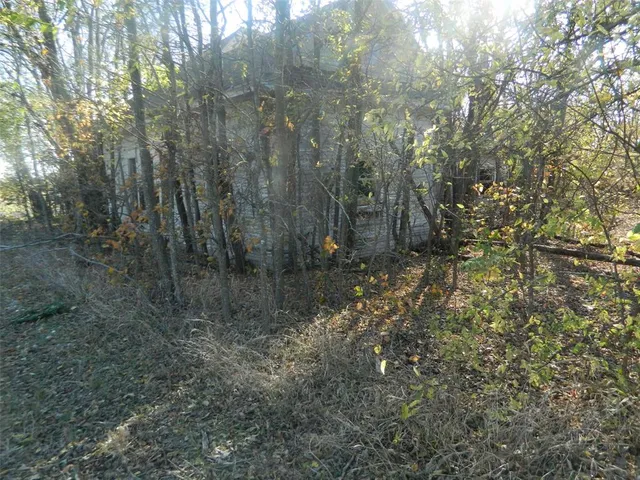 a view of a forest that has a tree