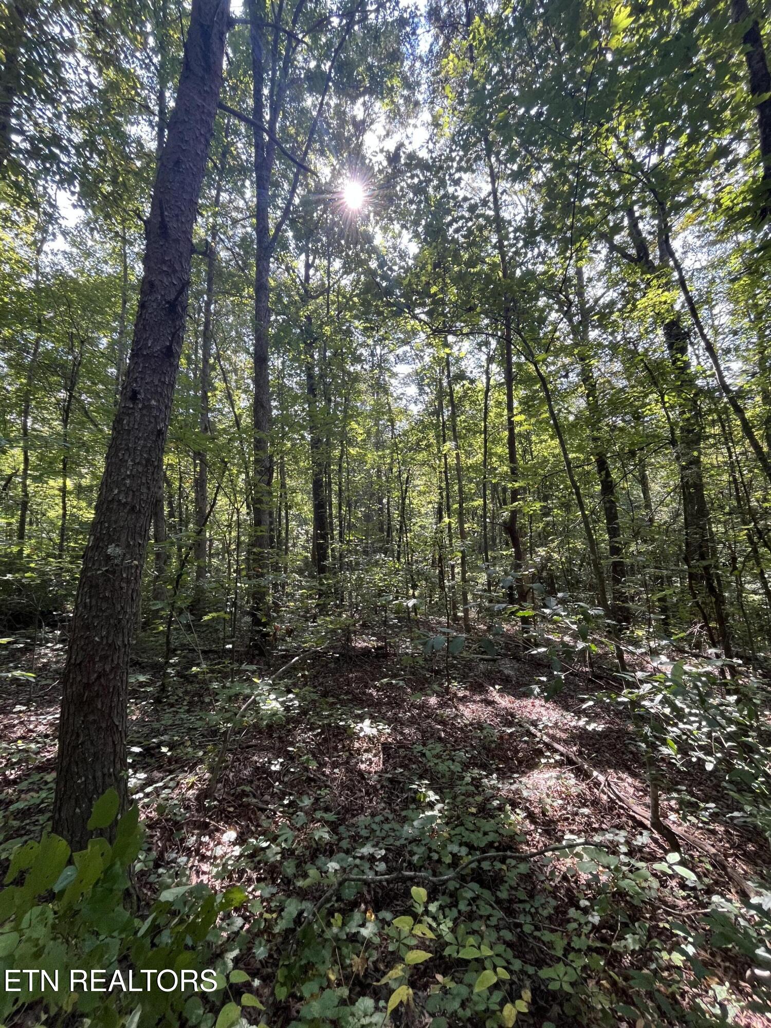 552 New Providence Road Tellico Plains, TN 37385 - Photo 12 of 38 IMG_6873