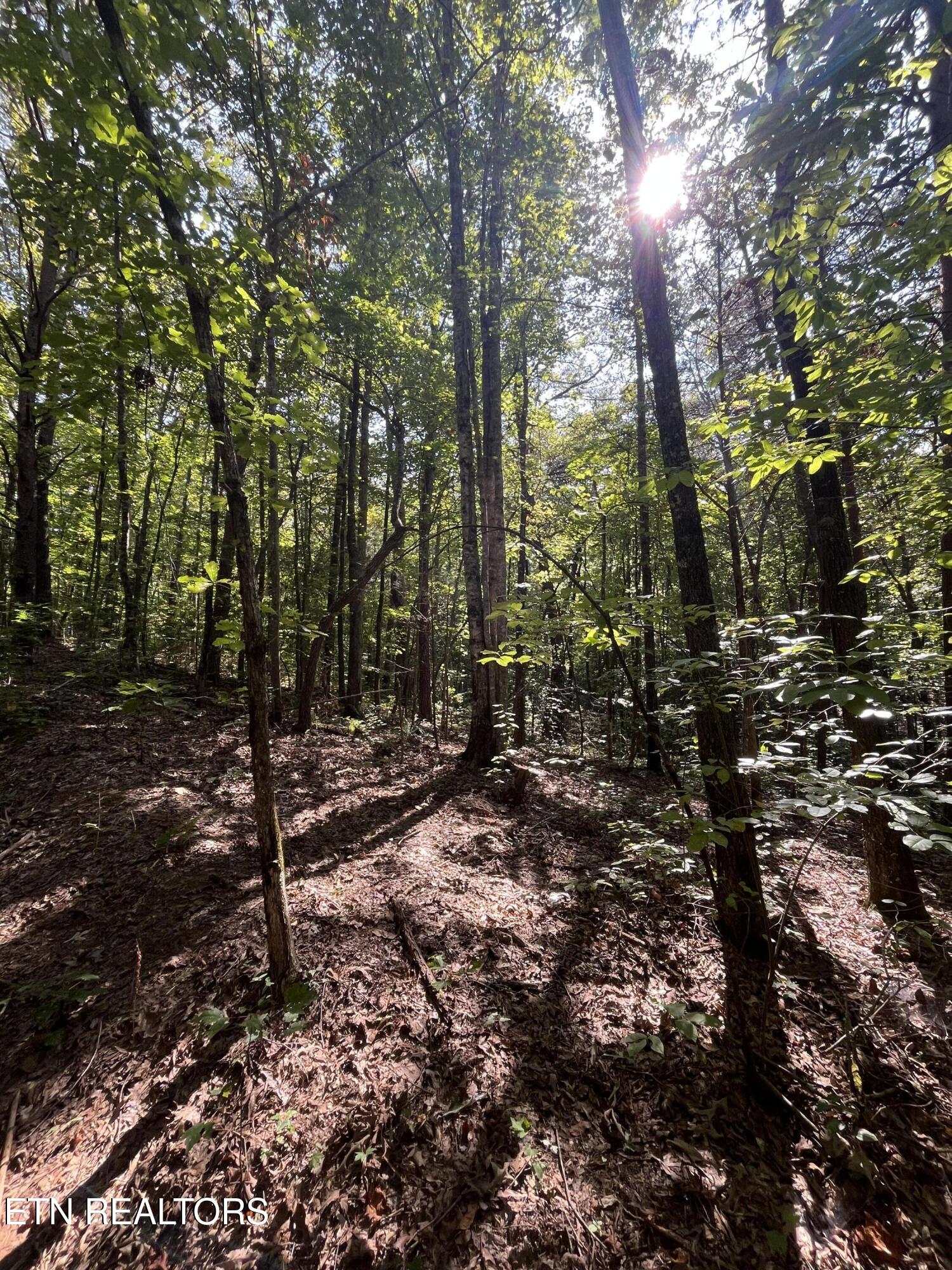 552 New Providence Road Tellico Plains, TN 37385 - Photo 13 of 38 IMG_6869