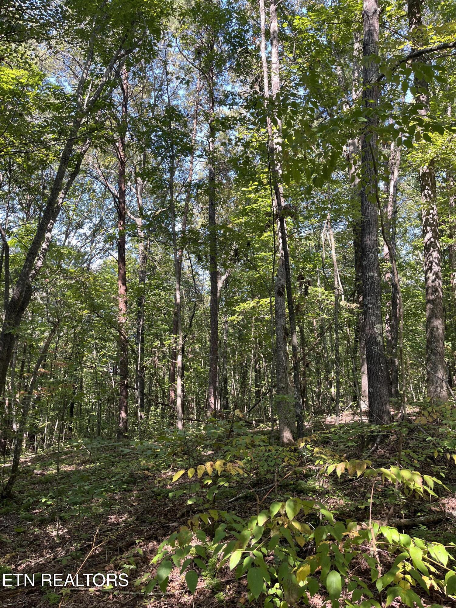 552 New Providence Road Tellico Plains, TN 37385 - Photo 16 of 38 IMG_6853