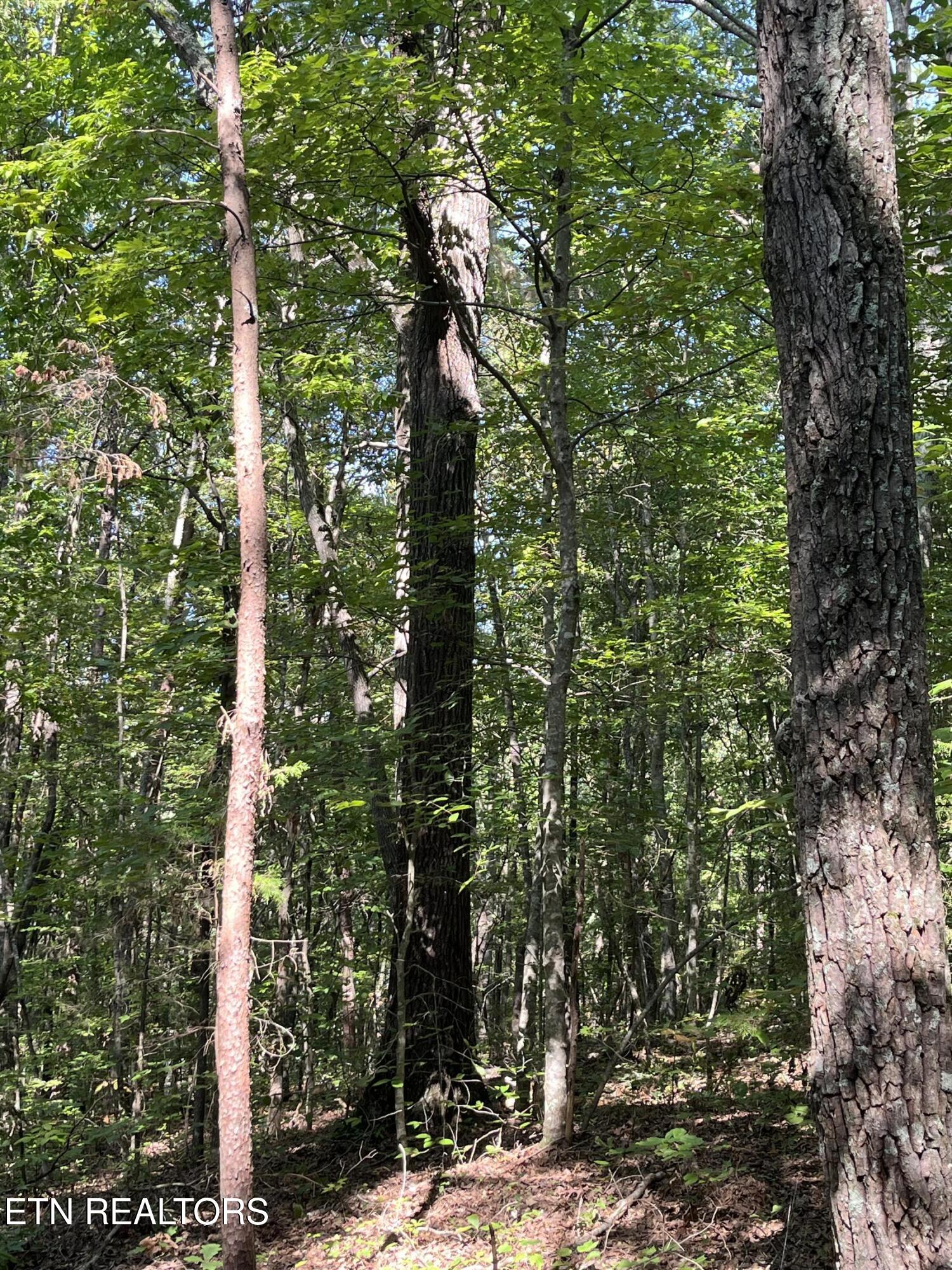 552 New Providence Road Tellico Plains, TN 37385 - Photo 17 of 38 IMG_6857