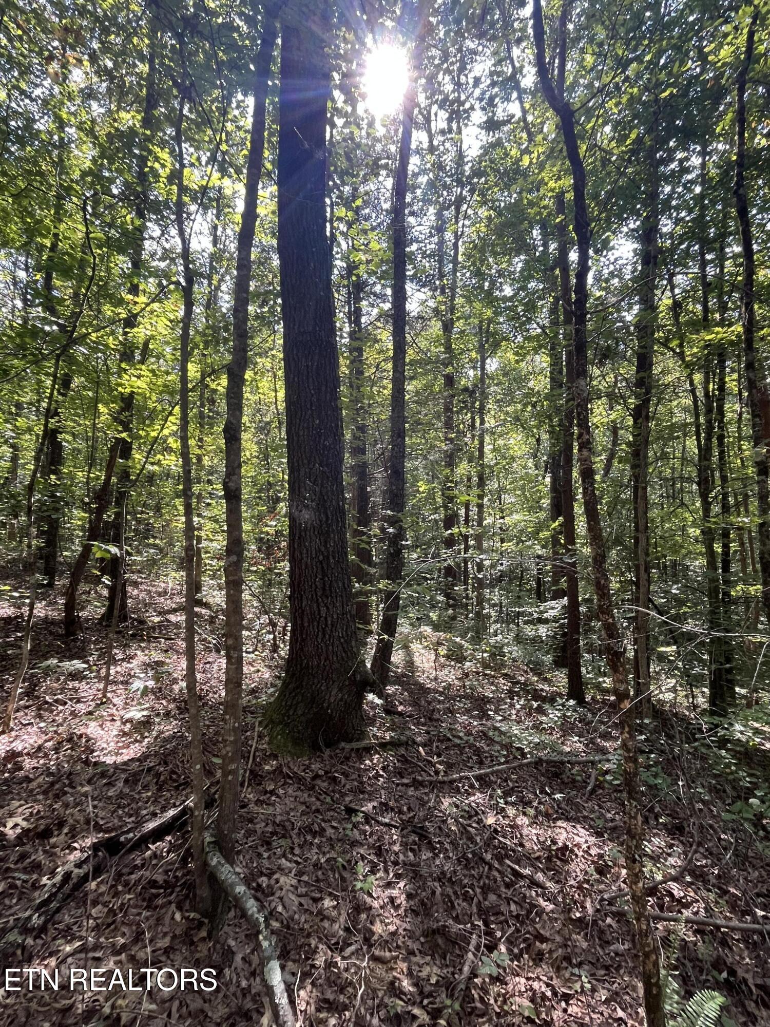 552 New Providence Road Tellico Plains, TN 37385 - Photo 18 of 38 IMG_6858