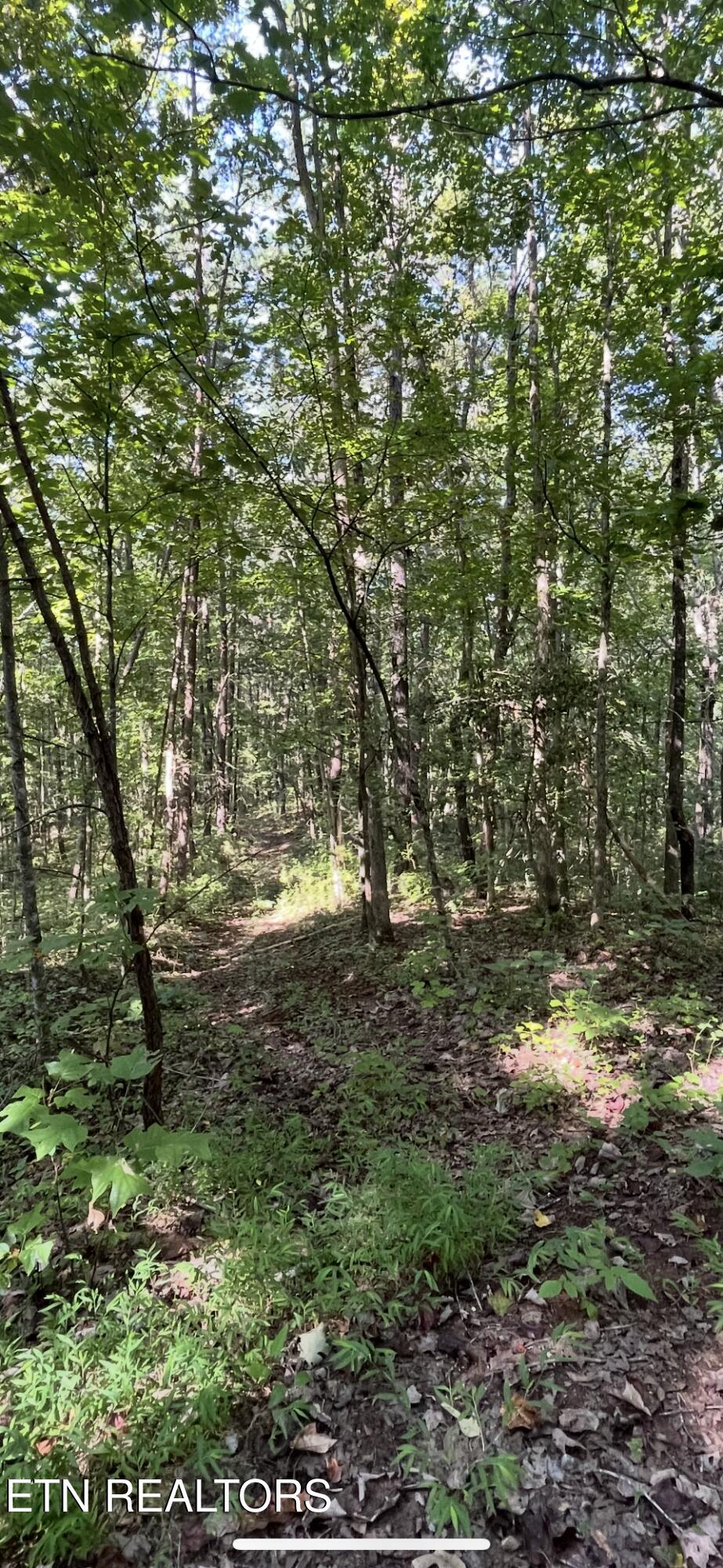 552 New Providence Road Tellico Plains, TN 37385 - Photo 19 of 38 IMG_6927