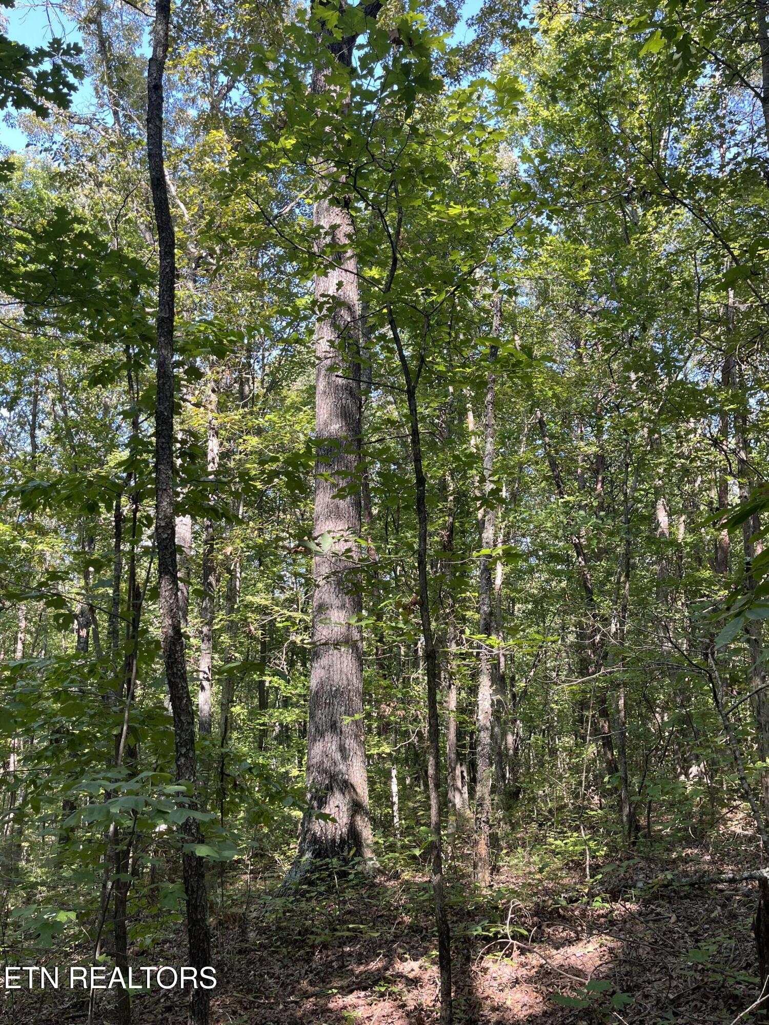 552 New Providence Road Tellico Plains, TN 37385 - Photo 20 of 38 IMG_6861