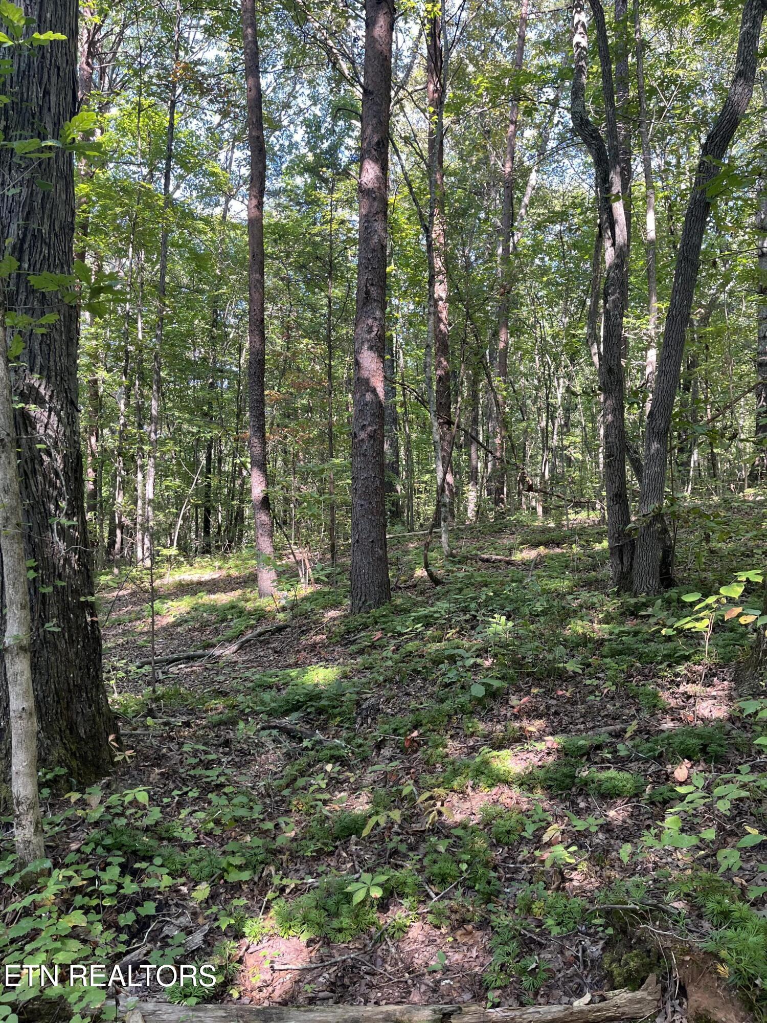 552 New Providence Road Tellico Plains, TN 37385 - Photo 21 of 38 IMG_6855